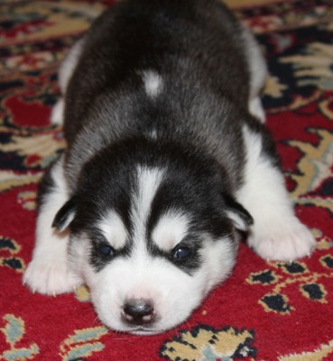 IMG_4082 - копия.JPG