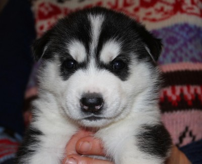 IMG_4348 - копия.JPG