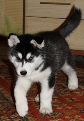 IMG_5699 - копия.JPG