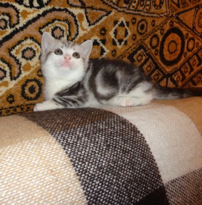 Изображение 125.jpg